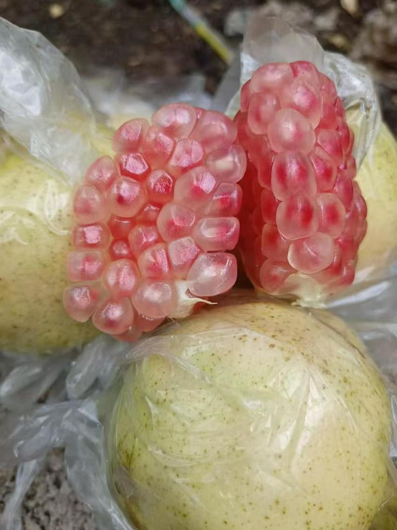 云南蒙自甜石榴，成熟期，中秋节的好选择