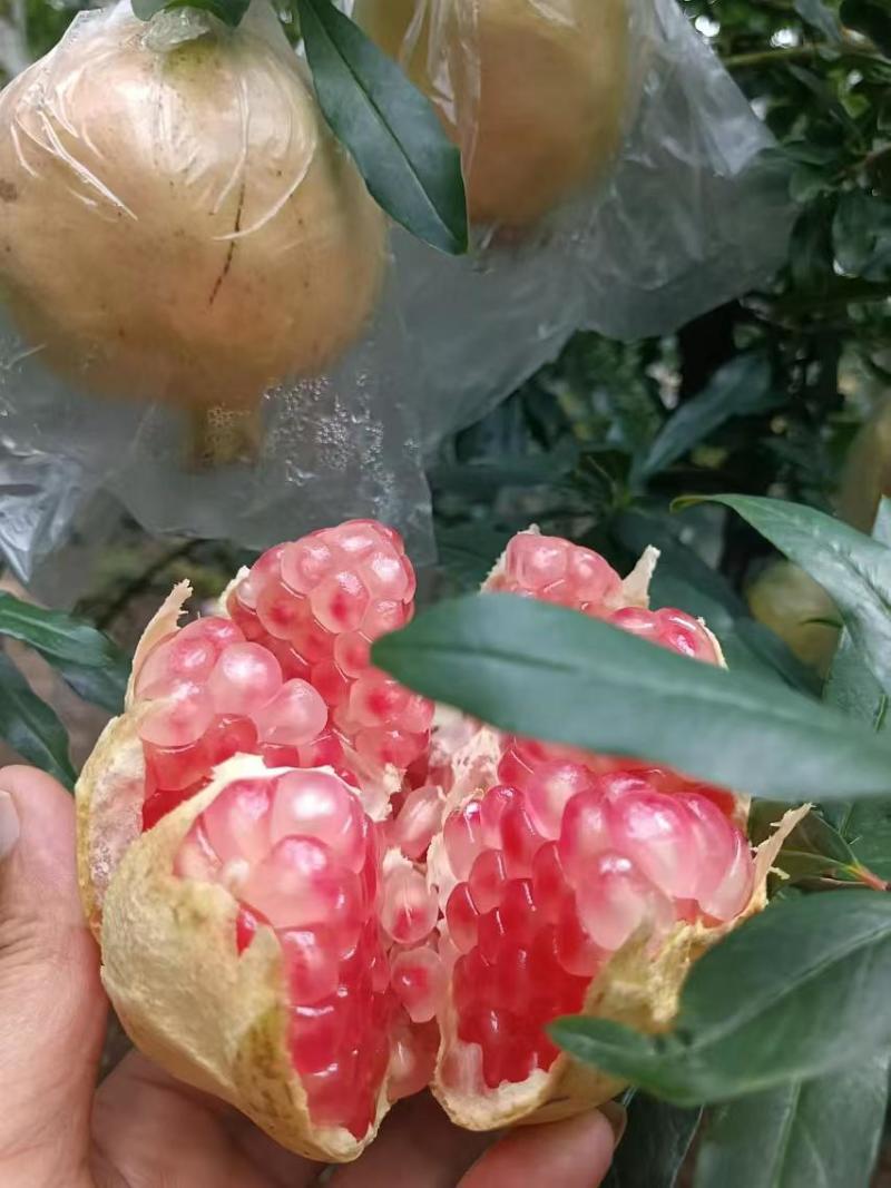 云南蒙自甜石榴，成熟期，中秋节的好选择