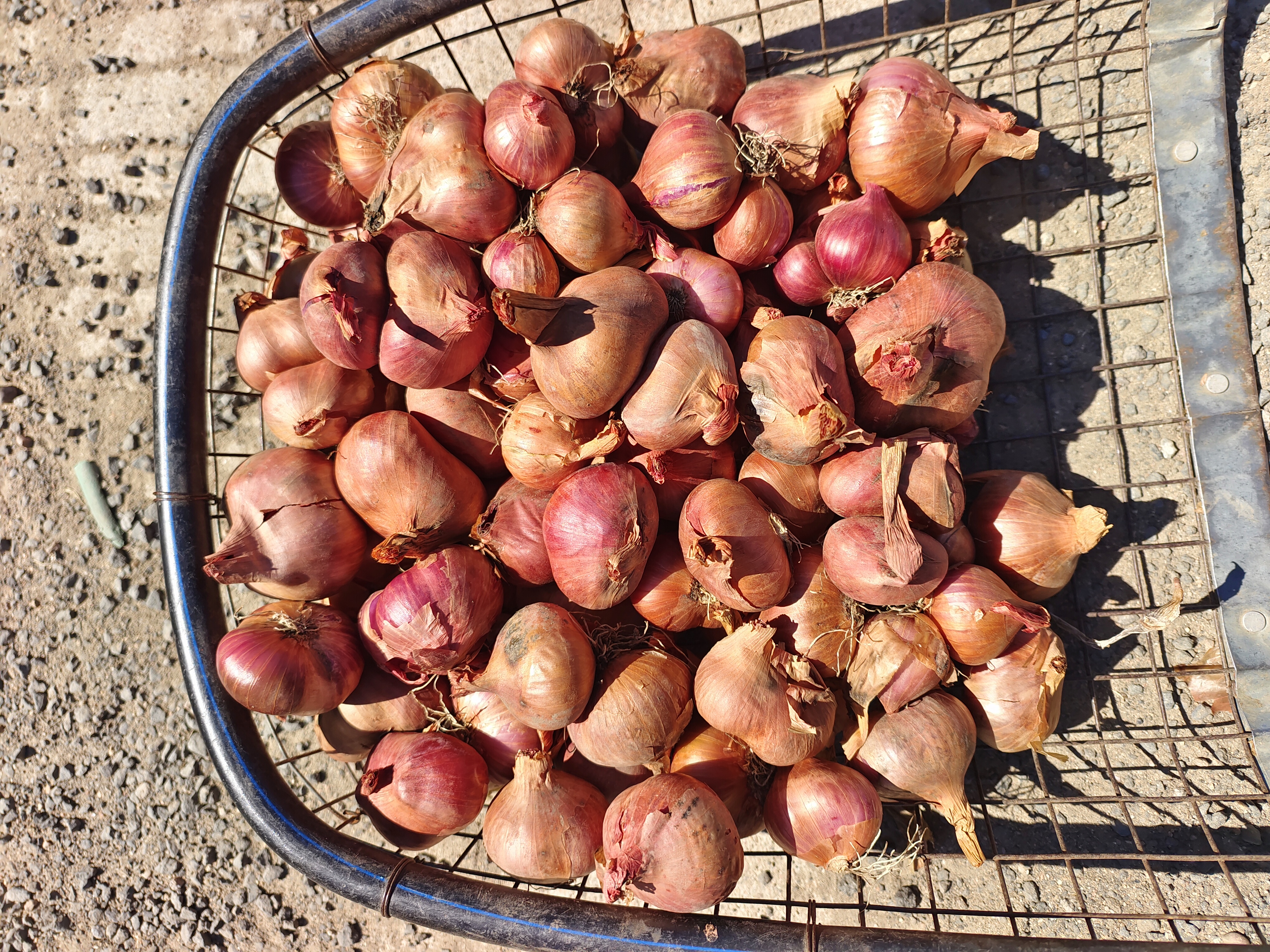 洋葱放置在厨房架子上