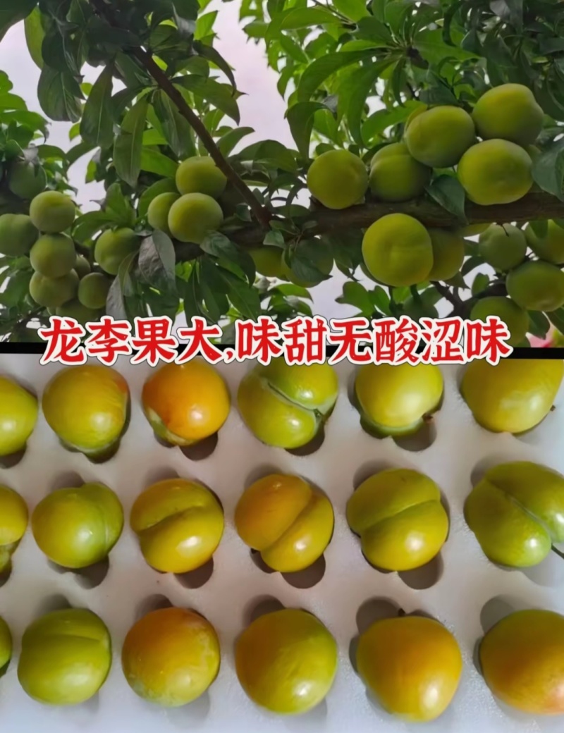 龙李树苗蜂糖李子苗优系龙李苗基地保证品种假一赔十