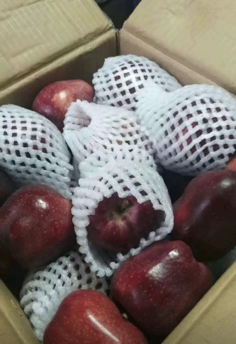 【精选】甘肃花牛苹果口感细腻无残渣产地直发诚信经营