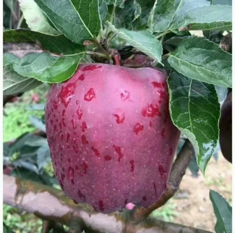 【精选】甘肃花牛苹果口感细腻无残渣产地直发诚信经营