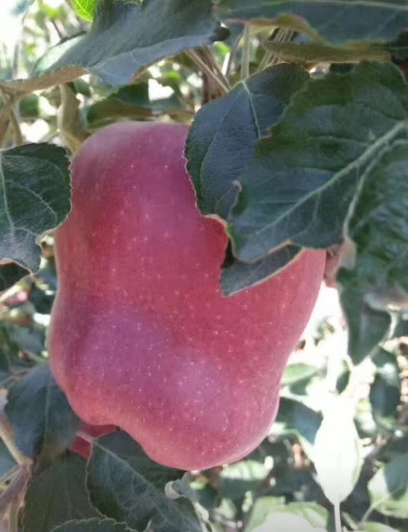【精选】甘肃花牛苹果口感细腻无残渣产地直发诚信经营