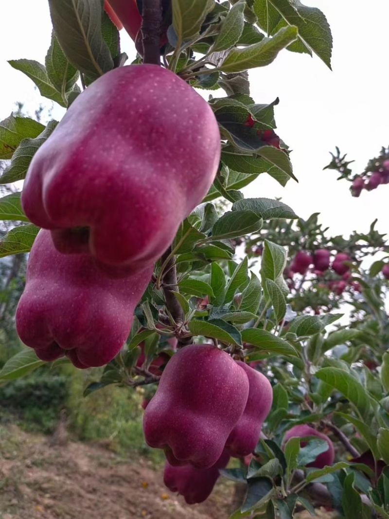 【精选】甘肃花牛苹果口感细腻无残渣产地直发诚信经营