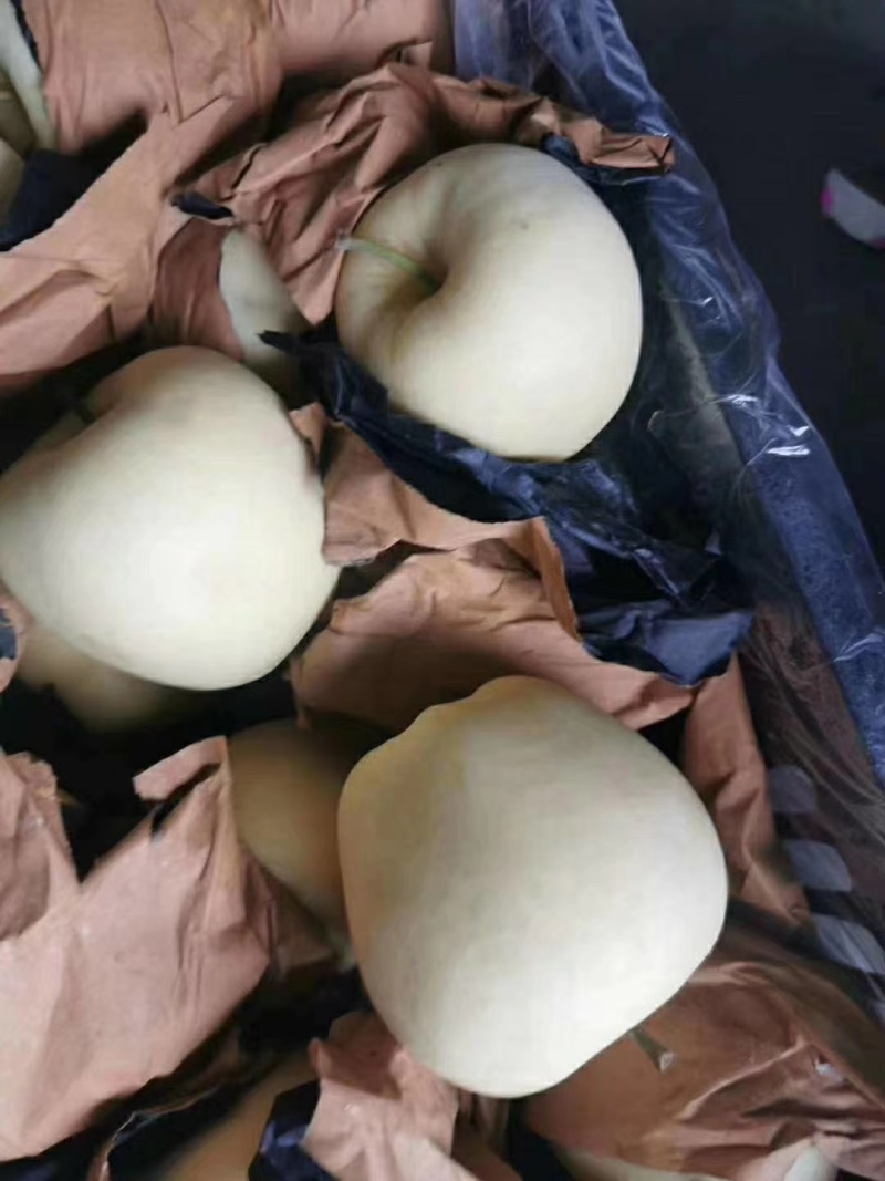 优质纸袋黄元帅苹果，高品质价格优惠视频看货欢迎采购
