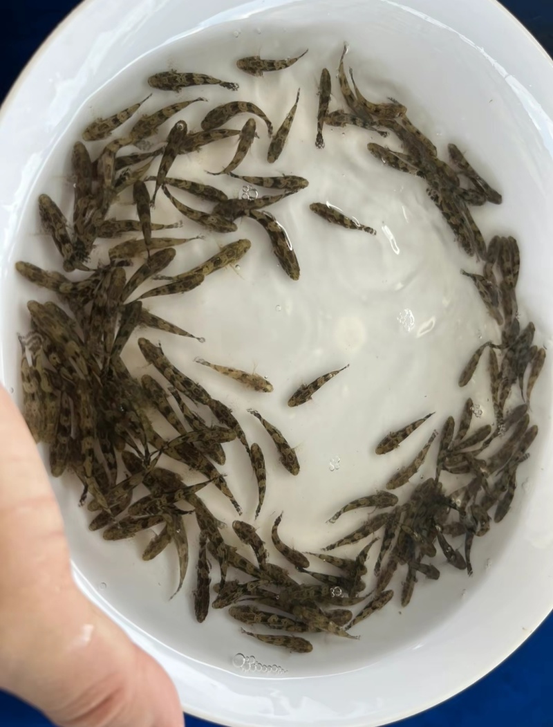 笋壳鱼苗