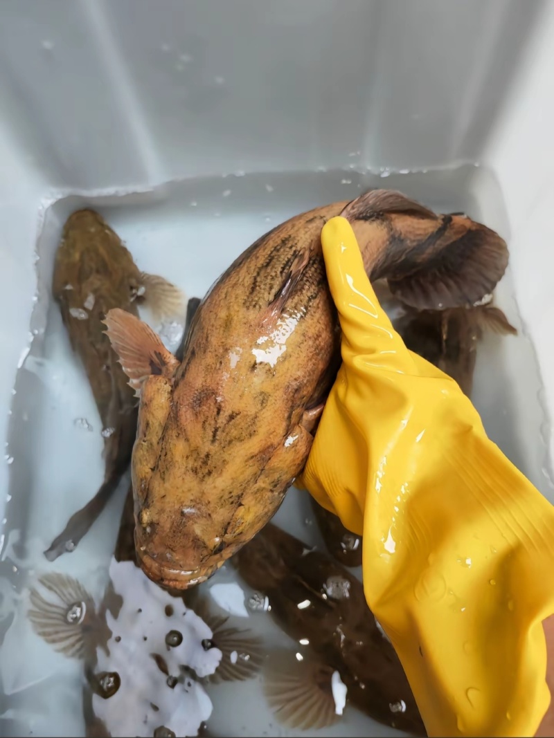 笋壳鱼苗