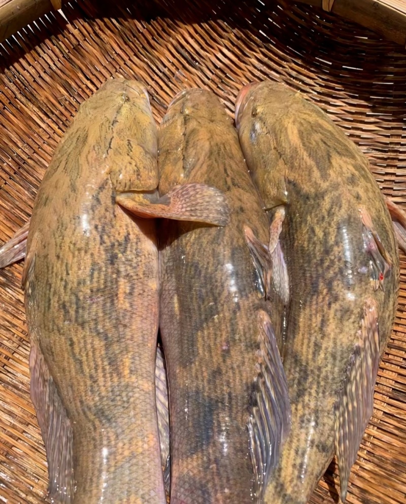 笋壳鱼苗