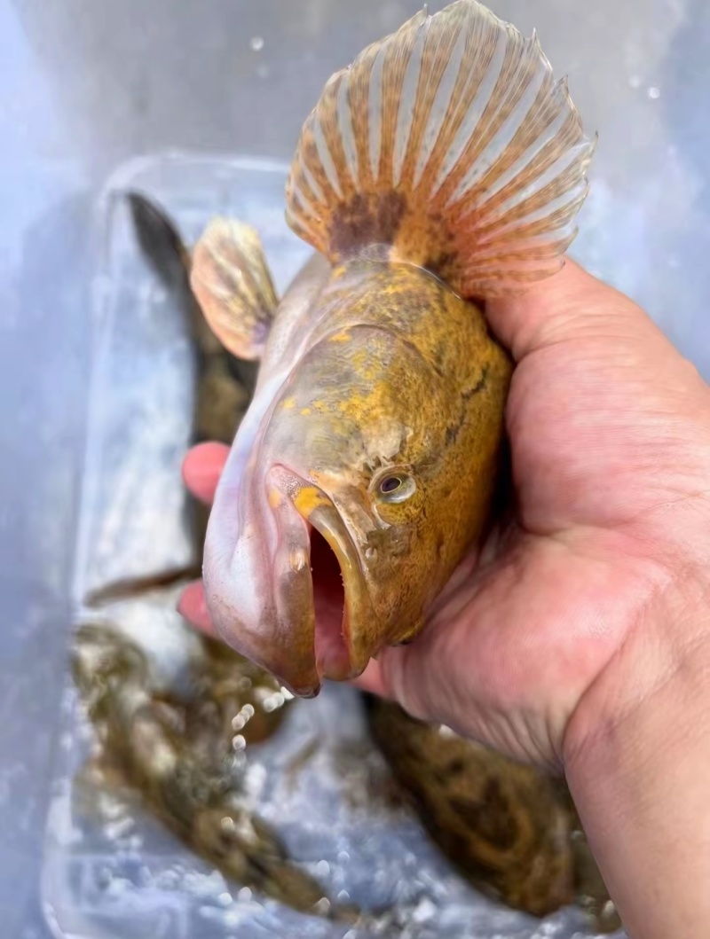 笋壳鱼苗