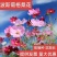 波斯菊种子，花卉种子批花