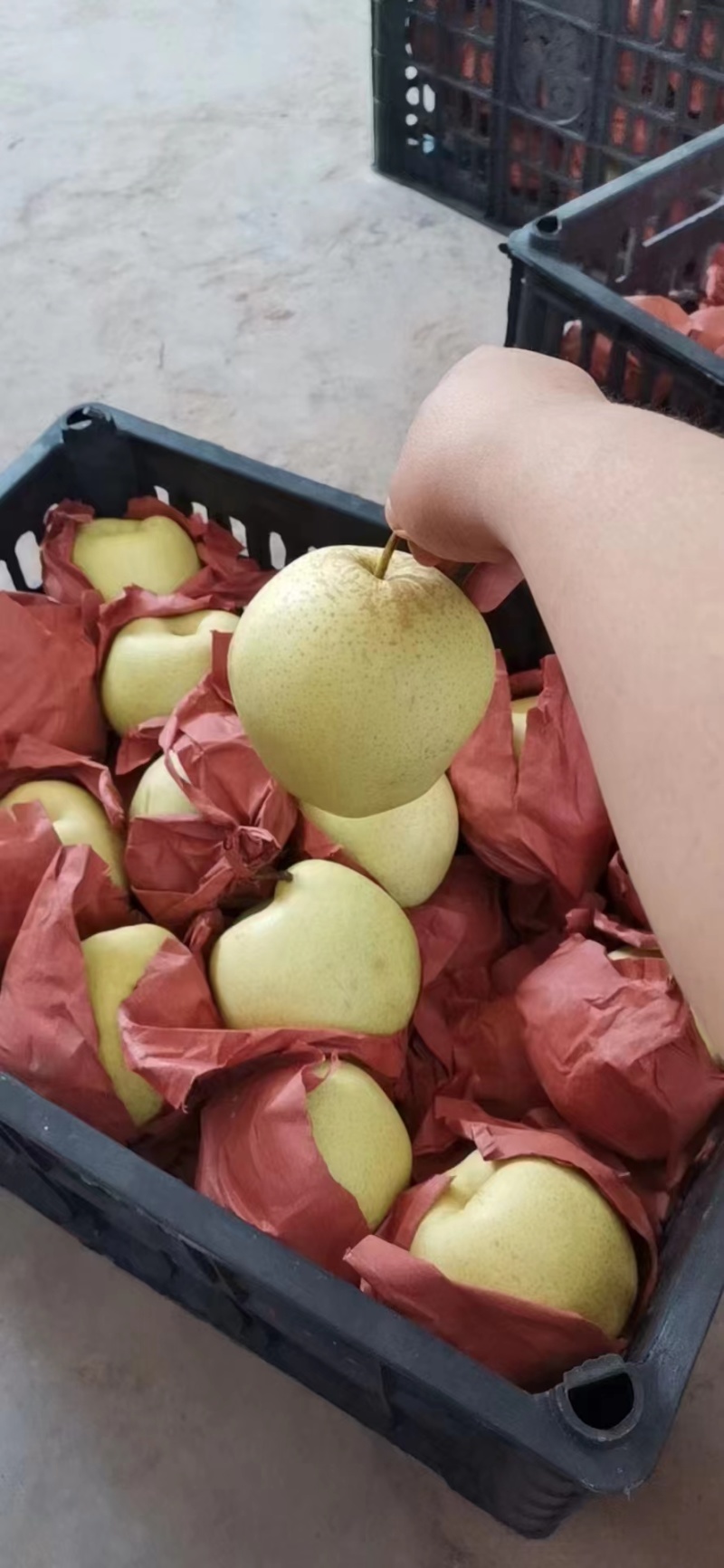精品酥梨
