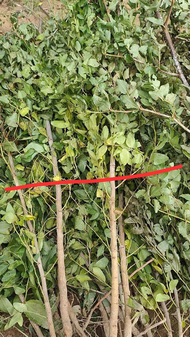 晋酸三号酸枣树苗山地坡地旱地种植双仁酸枣高产酸枣