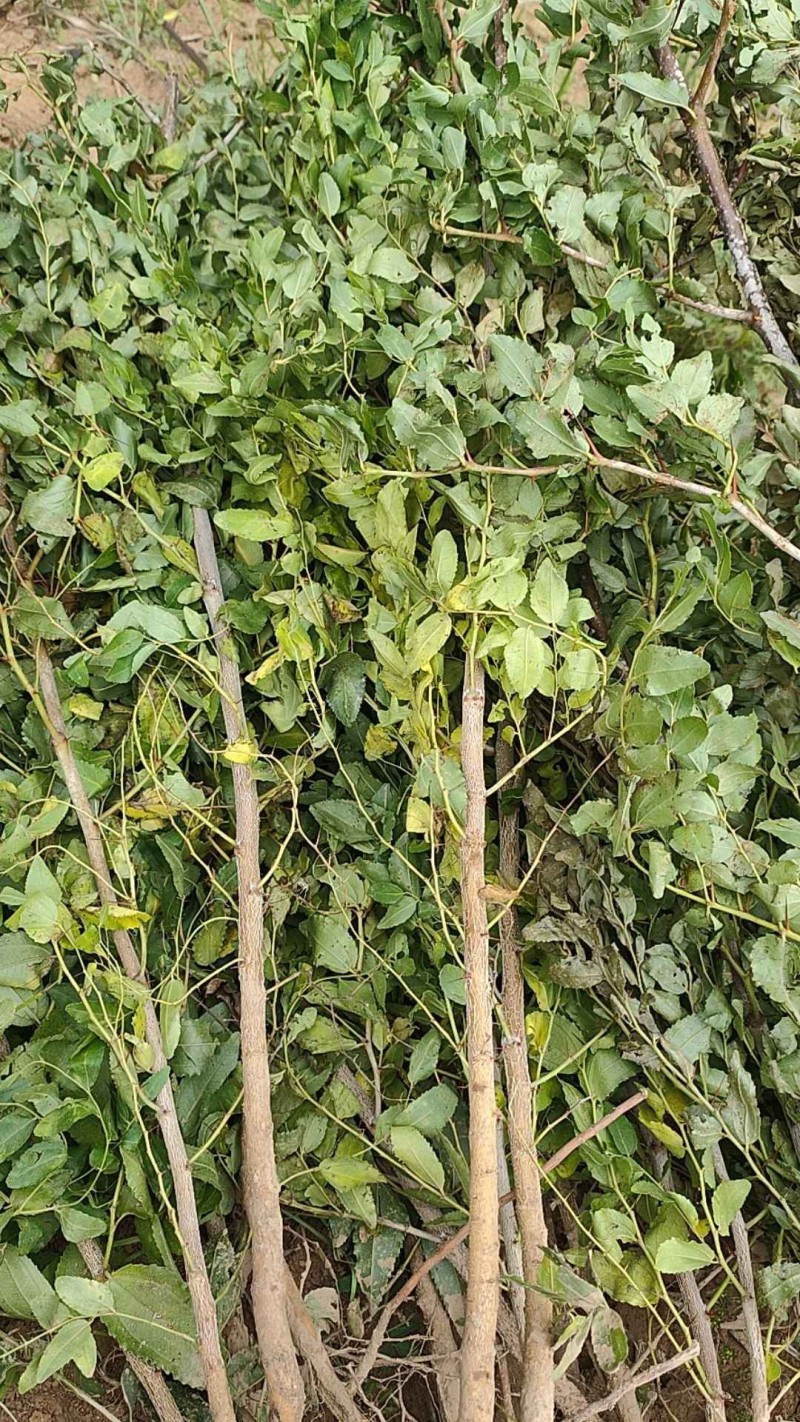 晋酸三号酸枣树苗山地坡地旱地种植双仁酸枣高产酸枣