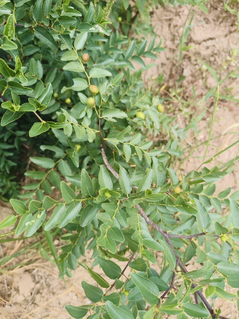 晋酸三号酸枣树苗山地坡地旱地种植双仁酸枣高产酸枣