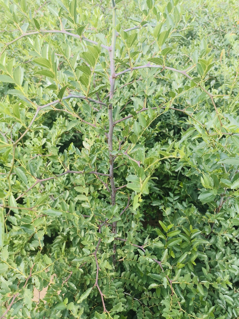 晋酸三号酸枣树苗山地坡地旱地种植双仁酸枣高产酸枣