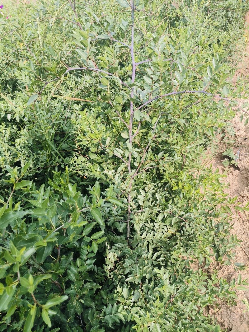 晋酸三号酸枣树苗山地坡地旱地种植双仁酸枣高产酸枣