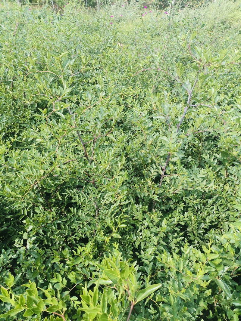 晋酸三号酸枣树苗山地坡地旱地种植双仁酸枣高产酸枣