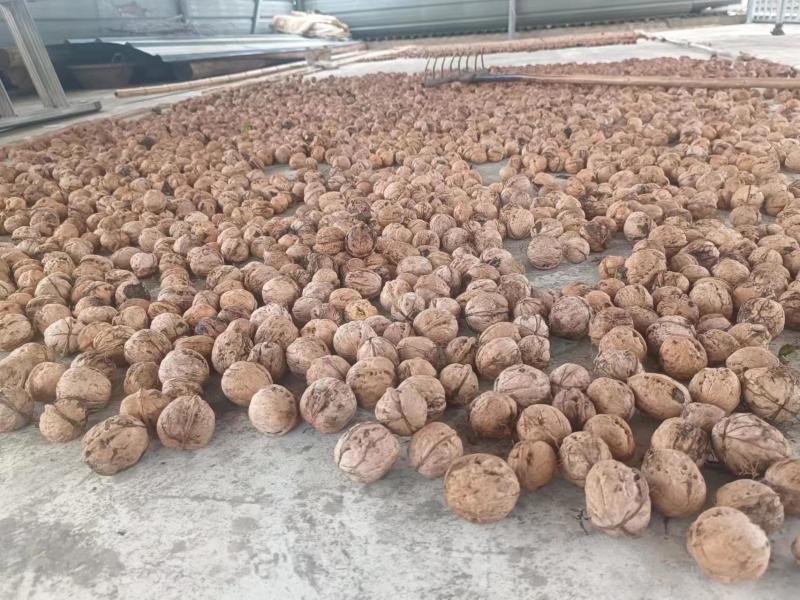 鲜核桃果
