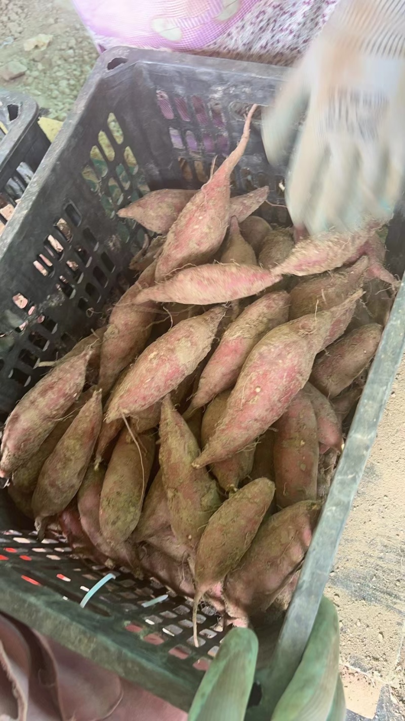 榴莲蜜薯甜度高，耐储存，口感软糯无丝，烤薯微商**