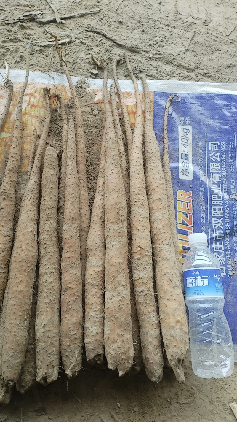 精品山药电商平台货源充足量大从优欢迎咨询