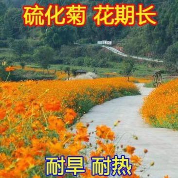 硫华菊种子