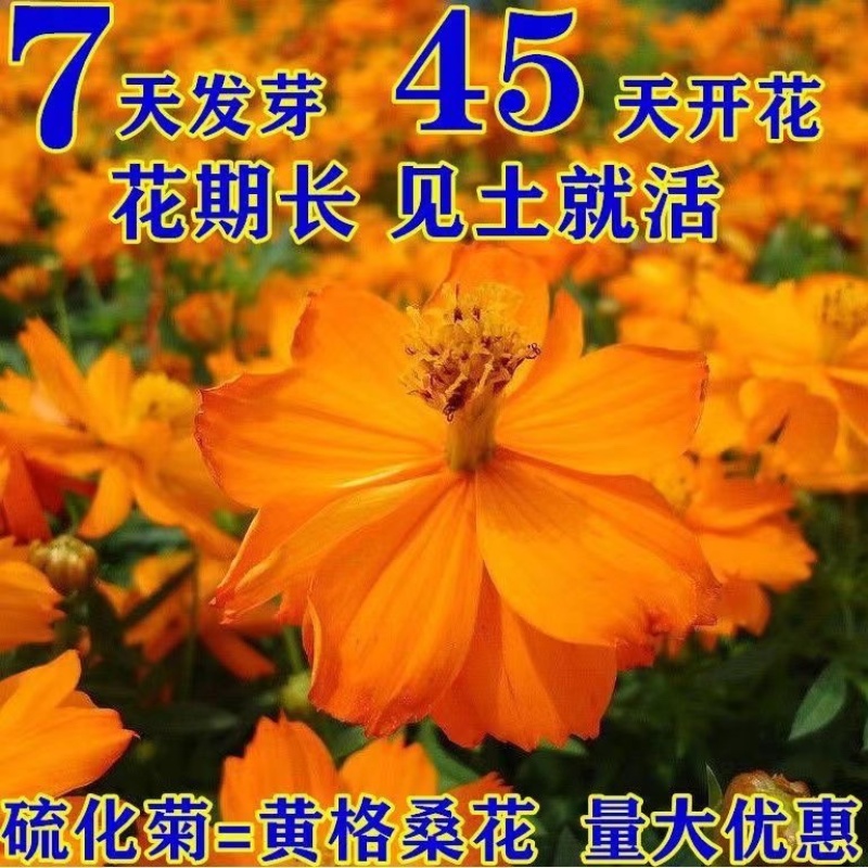 硫华菊种子