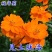 硫华菊种子