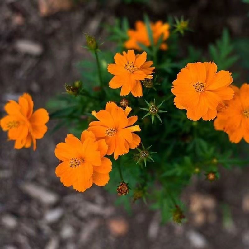 硫华菊种子