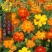 硫华菊种子