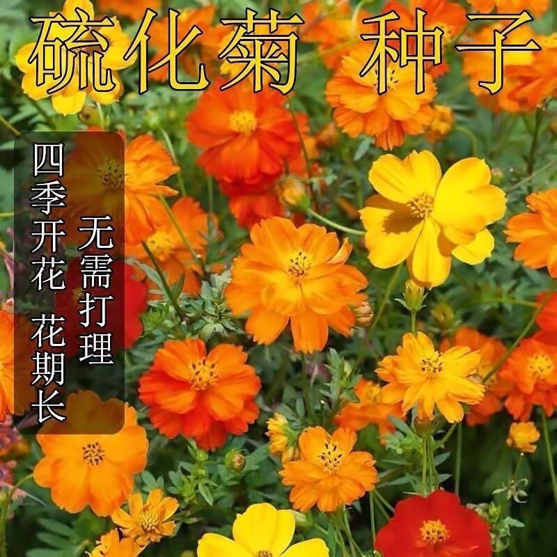 硫华菊种子