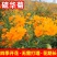 硫华菊种子