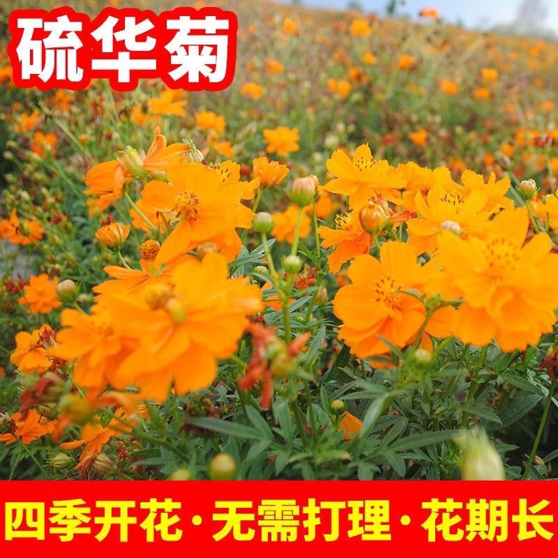 硫华菊种子