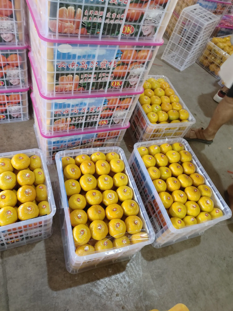 蜜橘湖北宜昌特早蜜橘产地一手货源质量三包品质好