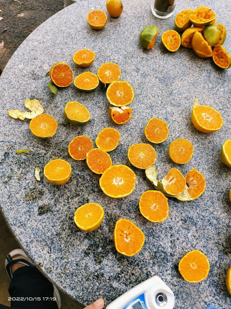 蜜橘湖北宜昌特早蜜橘产地一手货源质量三包品质好