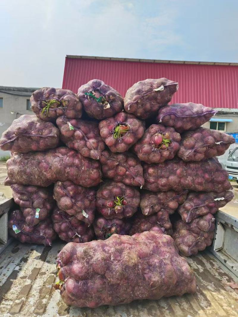 河北定州洋葱大量出售