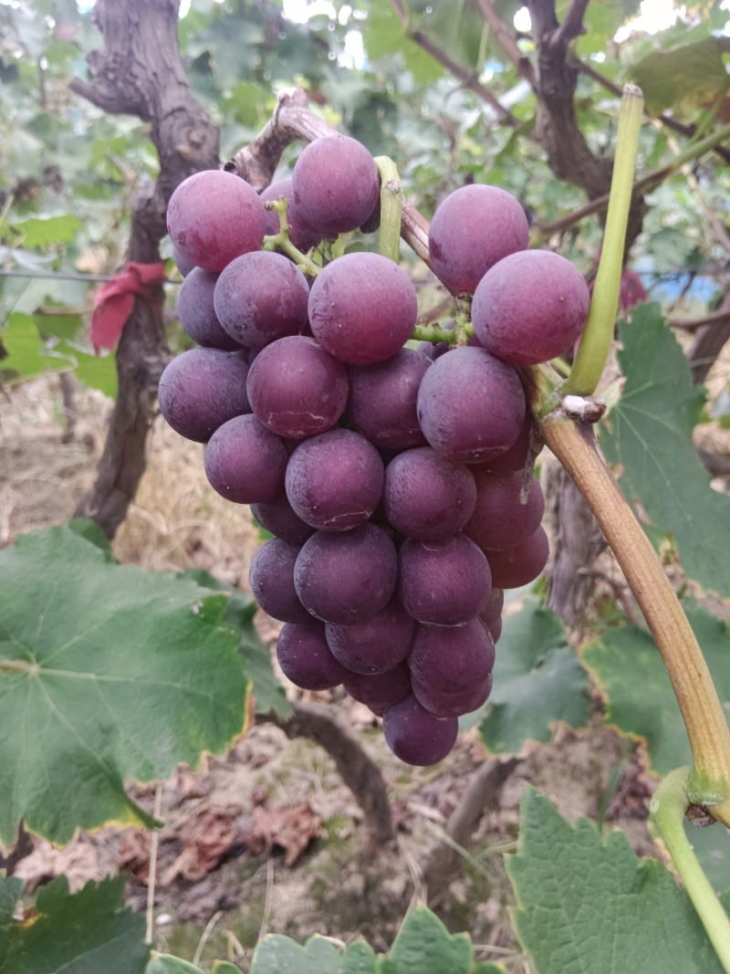 二茬巨峰葡萄
