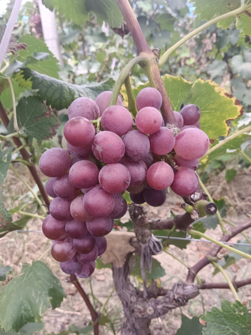 二茬巨峰葡萄