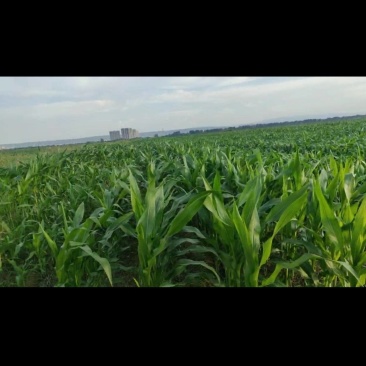现有5000亩水浇地，可种植各种农作物。