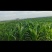 现有5000亩水浇地，可种植各种农作物。