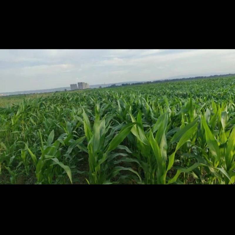 现有5000亩水浇地，可种植各种农作物。