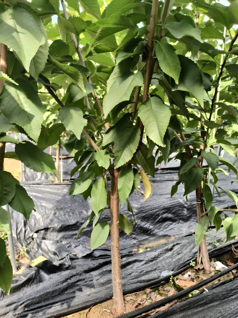 齐早樱桃吉塞拉矮化砧木嫁接4-8樱桃苗斯凯拉雷樱桃苗