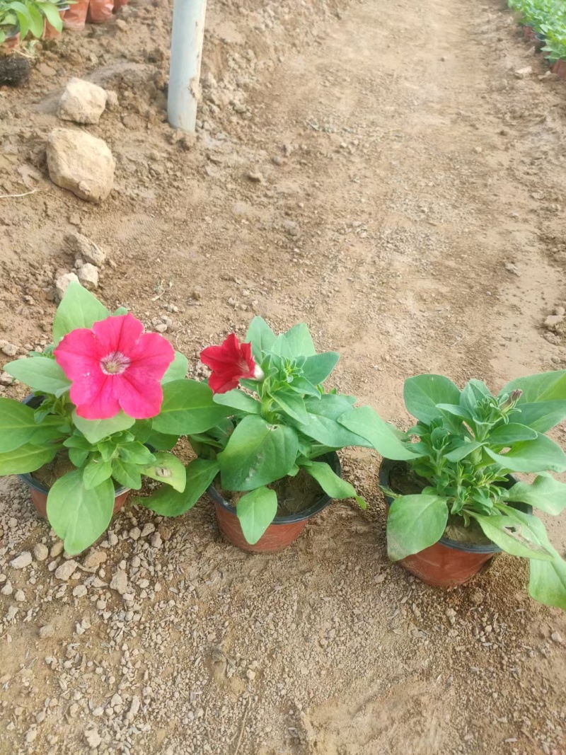 精品矮牵牛，牵牛花大量上市，欢迎下单