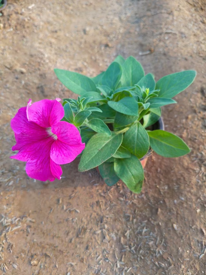 精品矮牵牛，牵牛花大量上市，欢迎下单