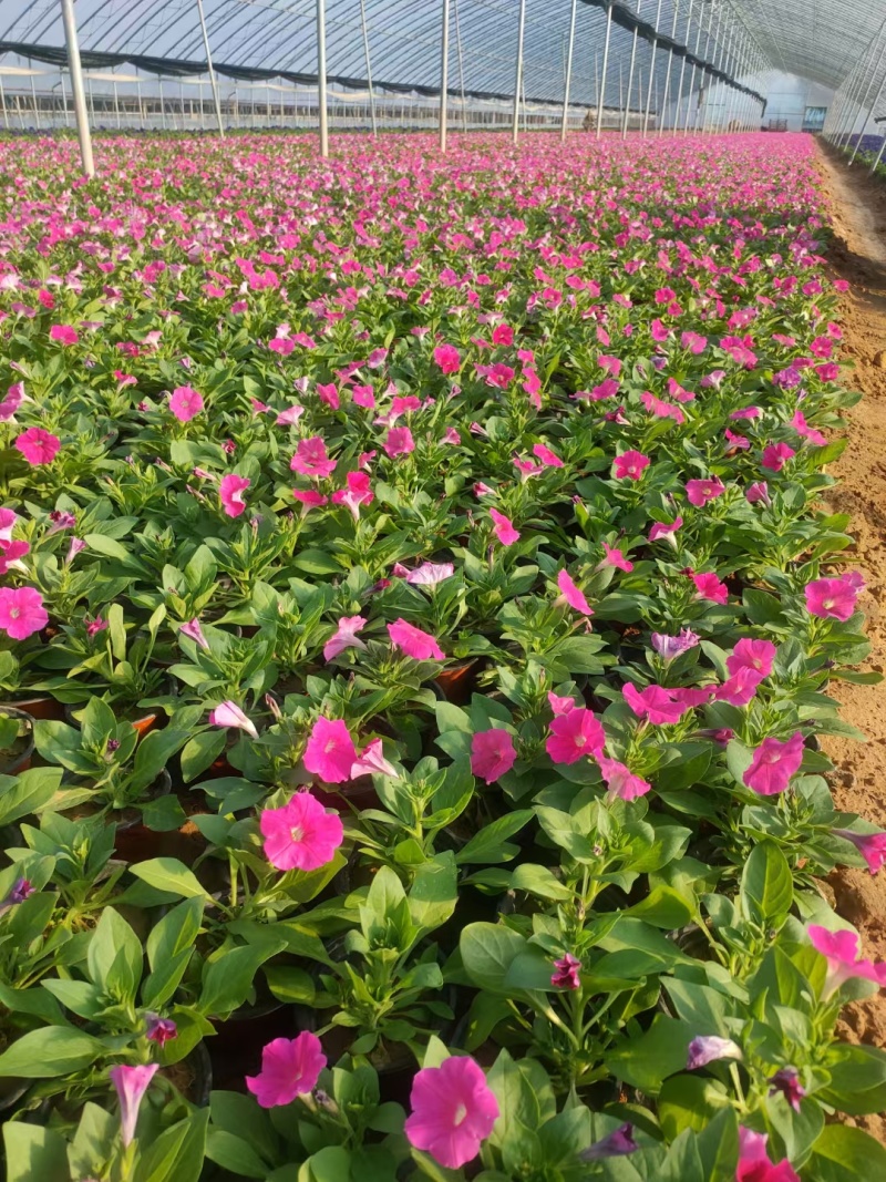精品矮牵牛，牵牛花大量上市，欢迎下单
