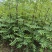 花椒苗1年大红袍花椒苗根系发达移栽成活率高