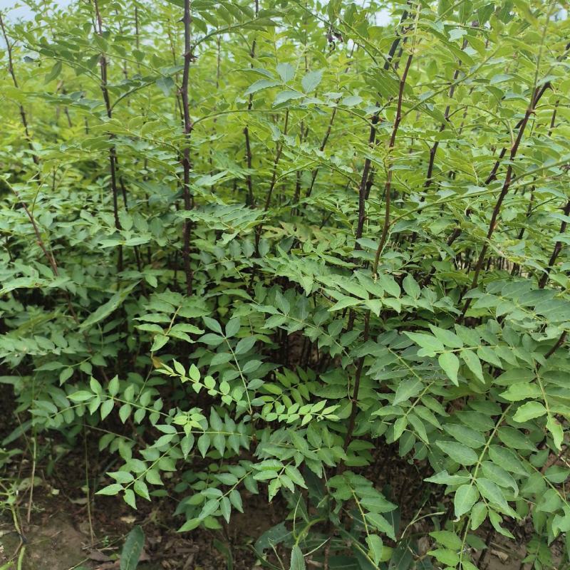 花椒苗1年大红袍花椒苗根系发达移栽成活率高