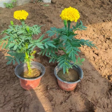 精品万寿菊大量上市，欢迎各位领导恰谈联系