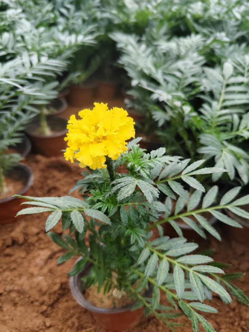 精品万寿菊大量上市，欢迎各位领导恰谈联系