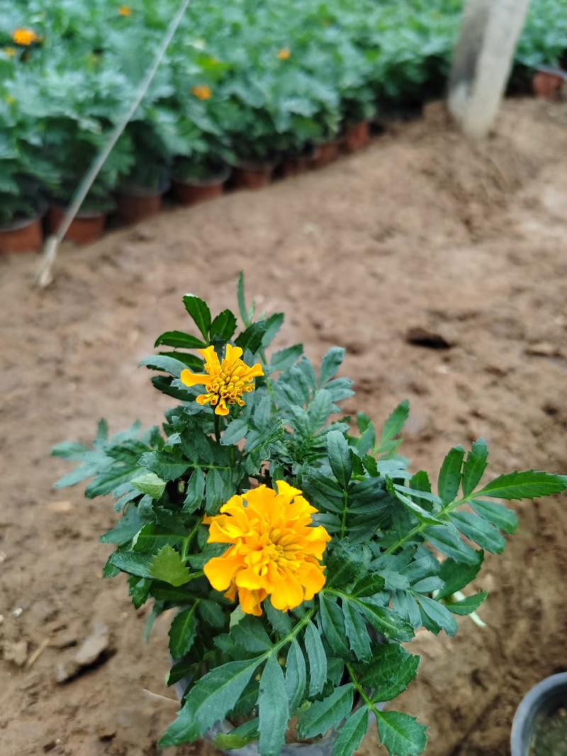 精品万寿菊大量上市，欢迎各位领导恰谈联系