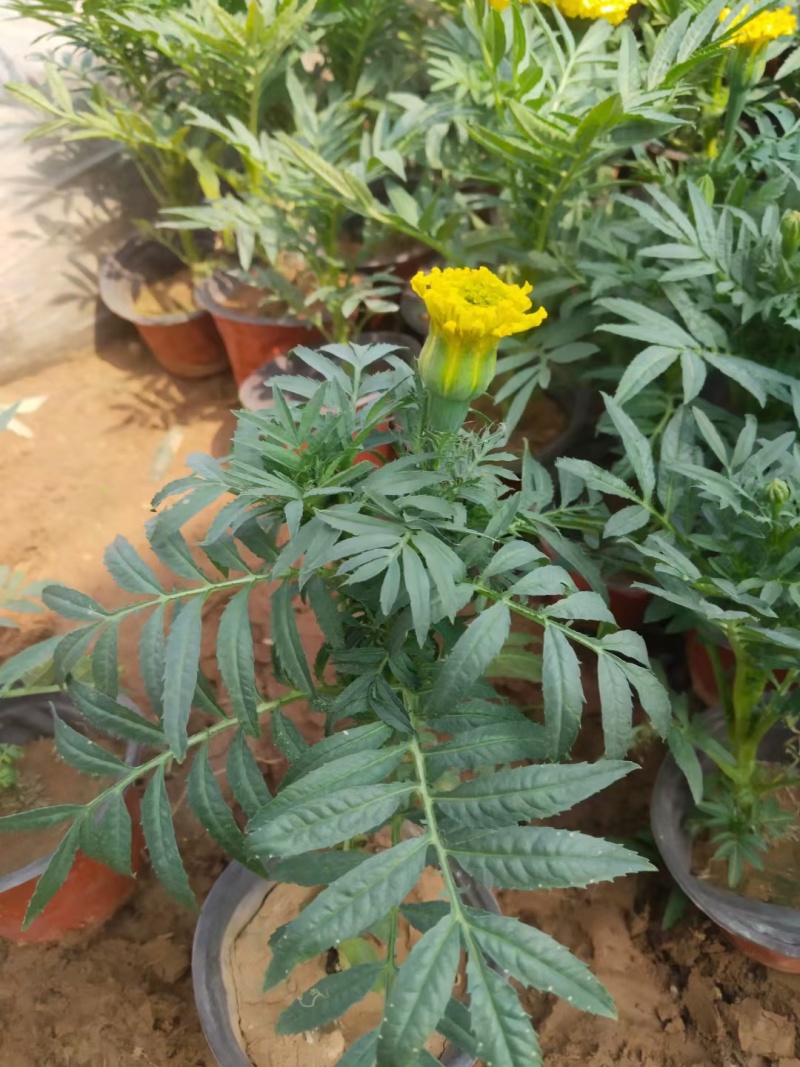 精品万寿菊大量上市，欢迎各位领导恰谈联系